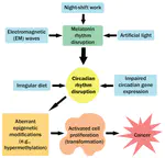 Carcinogenic effects of circadian disruption; an epigenetic viewpoint
